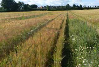 Barley field with a wildflower strip